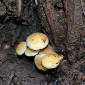 Apanha de Cogumelos