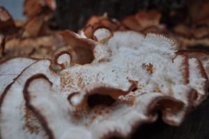 Apanha-Cogumelos-fungo