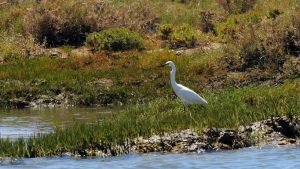 Birdwatching-Ria-Formosa-barco-Faro-Algarve