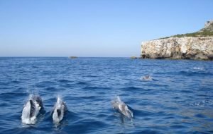 Observação-Golfinhos-Sesimbra-natureza