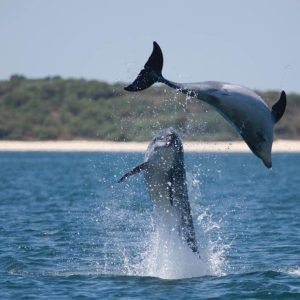 Golfinhos e Viagem de Jipe na Arrábida