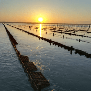 Paseo en barco para observación de aves y ostreras + Taller y degustación de ostras con espumante en Setúbal