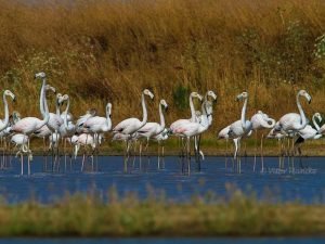 birdwatching-ria-Formosa-Algarve-Faro-flamingos