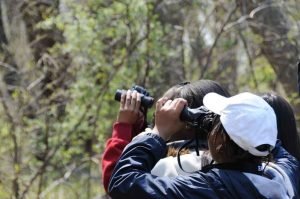 birdwatching-ria-Formosa-Algarve-Faro-natureza