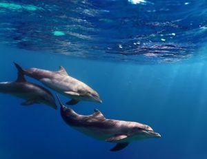 natacao-com-golfinhos-5site-605x465