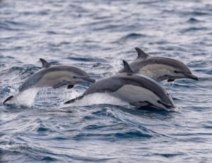 natacao-com-golfinhos-6site-605x465