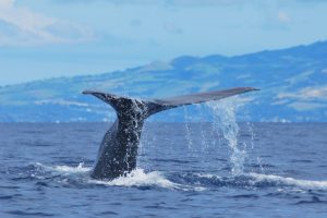observação-cetáceos-São-Miguel-Açores-barbatana