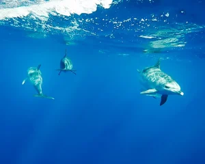 picos-de-aventura-golfinhos-nadar-1125-f