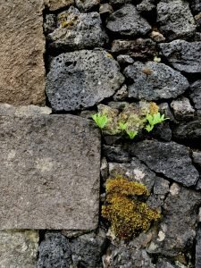 Açores-Terceira-cultura-ilhas-volcânicas